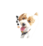 marulifespecial3（個別スタンプ：26）