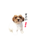 marulifespecial3（個別スタンプ：29）