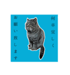 兄、まさおちゃん（個別スタンプ：3）
