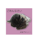 兄、まさおちゃん（個別スタンプ：11）