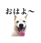 ビスケの日常（個別スタンプ：1）