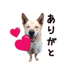 ビスケの日常（個別スタンプ：5）