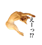 ビスケの日常（個別スタンプ：6）