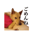 ビスケの日常（個別スタンプ：9）