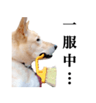 ビスケの日常（個別スタンプ：10）