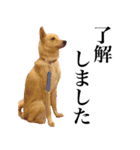 ビスケの日常（個別スタンプ：13）