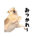 ビスケの日常（個別スタンプ：15）