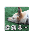 ビスケの日常（個別スタンプ：19）