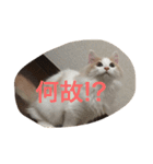 うちの承太郎さん②（個別スタンプ：11）