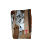 たまご(T)とごはん(G)（個別スタンプ：2）