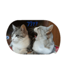 たまご(T)とごはん(G)（個別スタンプ：5）