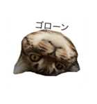 おはぎの日常（個別スタンプ：6）