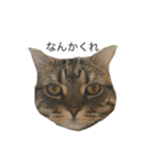 おはぎの日常（個別スタンプ：7）