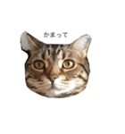 おはぎの日常（個別スタンプ：8）