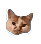 たくさんの猫たちと犬（個別スタンプ：1）