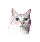 たくさんの猫たちと犬（個別スタンプ：3）