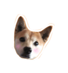 たくさんの猫たちと犬（個別スタンプ：5）