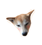 たくさんの猫たちと犬（個別スタンプ：6）