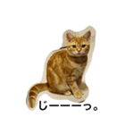 ねこす1（個別スタンプ：2）