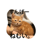 ねこす1（個別スタンプ：3）