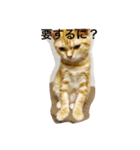 ねこす1（個別スタンプ：4）