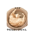 ねこす1（個別スタンプ：6）