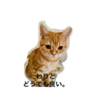 ねこす1（個別スタンプ：7）