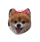 こたとら犬（個別スタンプ：1）