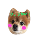こたとら犬（個別スタンプ：2）