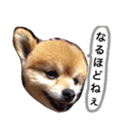 こたとら犬（個別スタンプ：3）