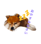 こたとら犬（個別スタンプ：4）