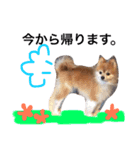 こたとら犬（個別スタンプ：5）