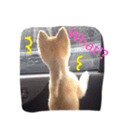 こたとら犬（個別スタンプ：6）