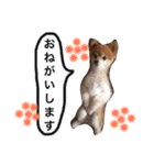 こたとら犬（個別スタンプ：7）