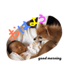 こたとら犬（個別スタンプ：8）