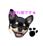 こたとら犬（個別スタンプ：9）
