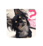 こたとら犬（個別スタンプ：10）