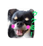 こたとら犬（個別スタンプ：12）
