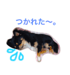 こたとら犬（個別スタンプ：13）