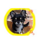 こたとら犬（個別スタンプ：14）