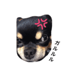 こたとら犬（個別スタンプ：15）