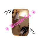 こたとら犬（個別スタンプ：16）