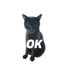 黒猫の猫氏。（個別スタンプ：1）