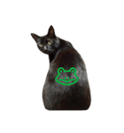 黒猫の猫氏。（個別スタンプ：3）