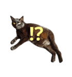 黒猫の猫氏。（個別スタンプ：5）