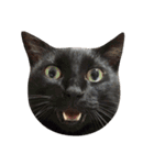 黒猫の猫氏。（個別スタンプ：7）