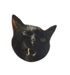 黒猫の猫氏。（個別スタンプ：8）