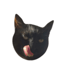 黒猫の猫氏。（個別スタンプ：9）