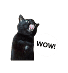 黒猫の猫氏。（個別スタンプ：11）