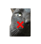 黒猫の猫氏。（個別スタンプ：12）